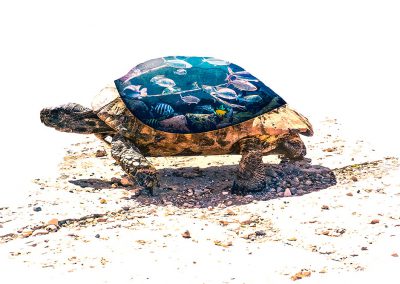 Fotomanipulatie aquarium in schild van schildpad