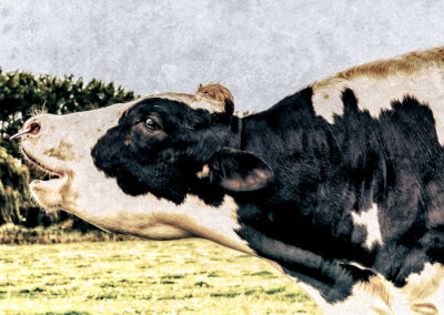 Loeiende stier